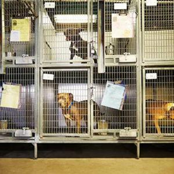 Animal Shelter Donation