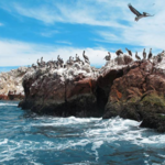 Islas Ballestas