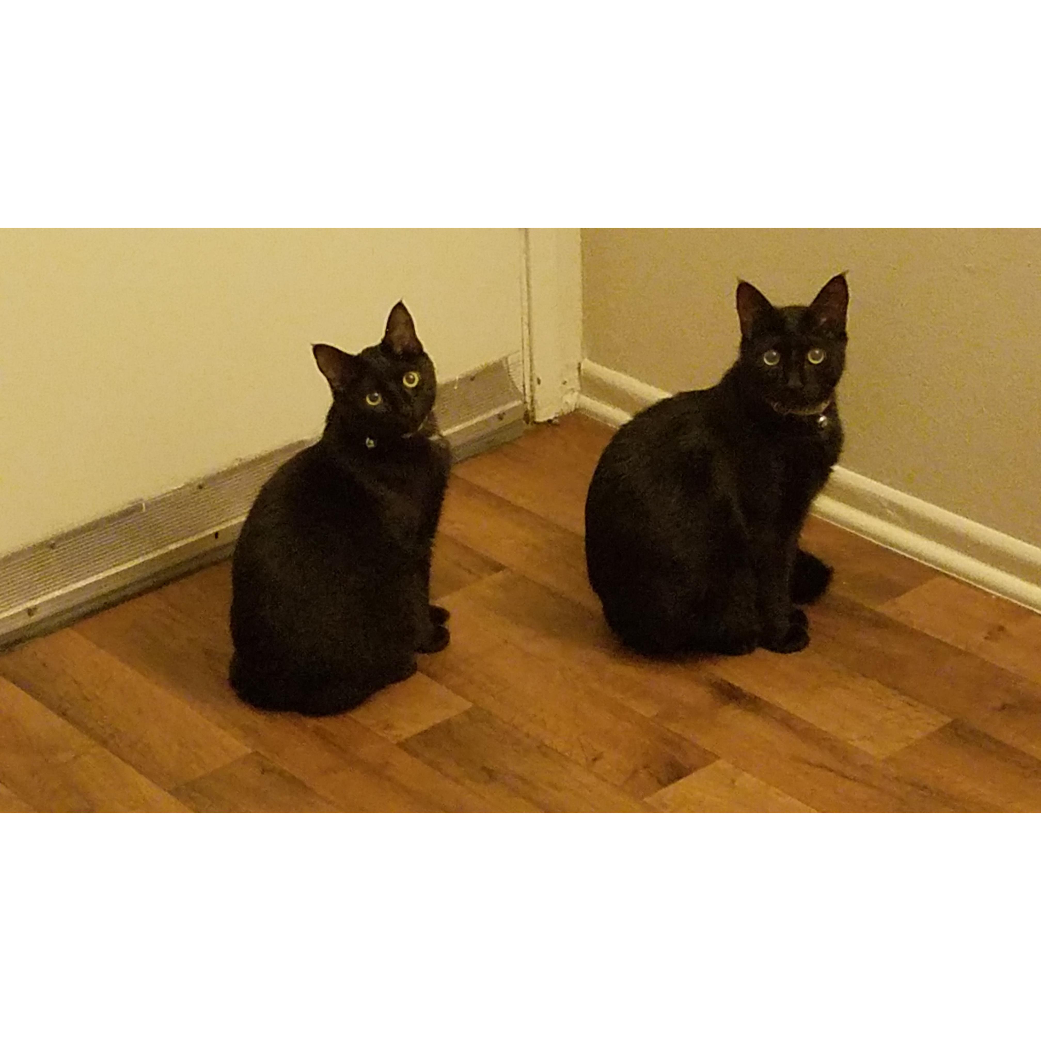 Twilight (our cats' younger sister, left) with Midi (our cats' older sister, right, RIP 2018-2019)