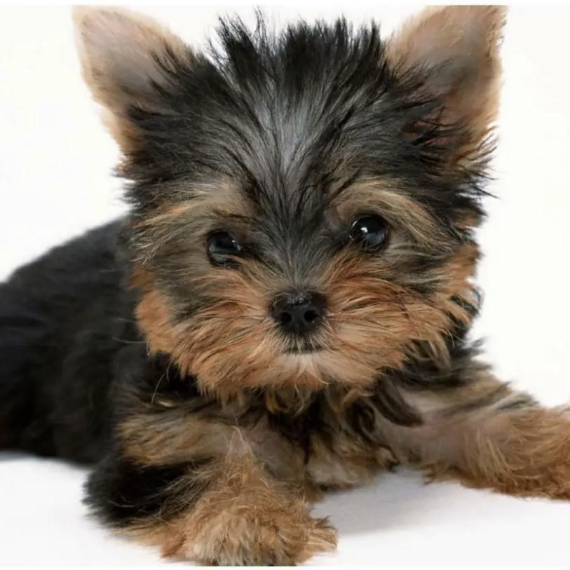 Our New Yorkie Puppy