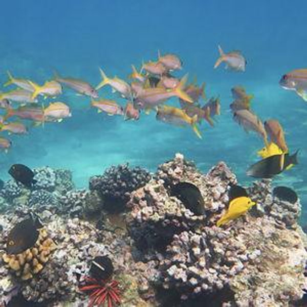Snorkel Cruise in Maui
