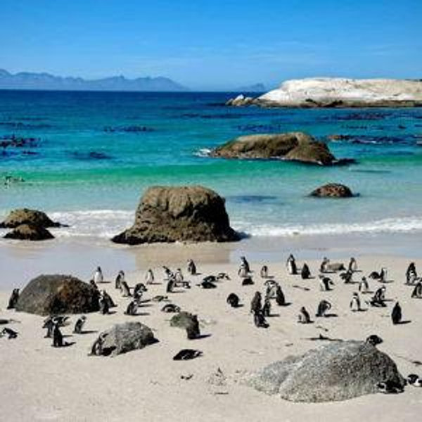 Cape Peninsula Tour - Cape Town
