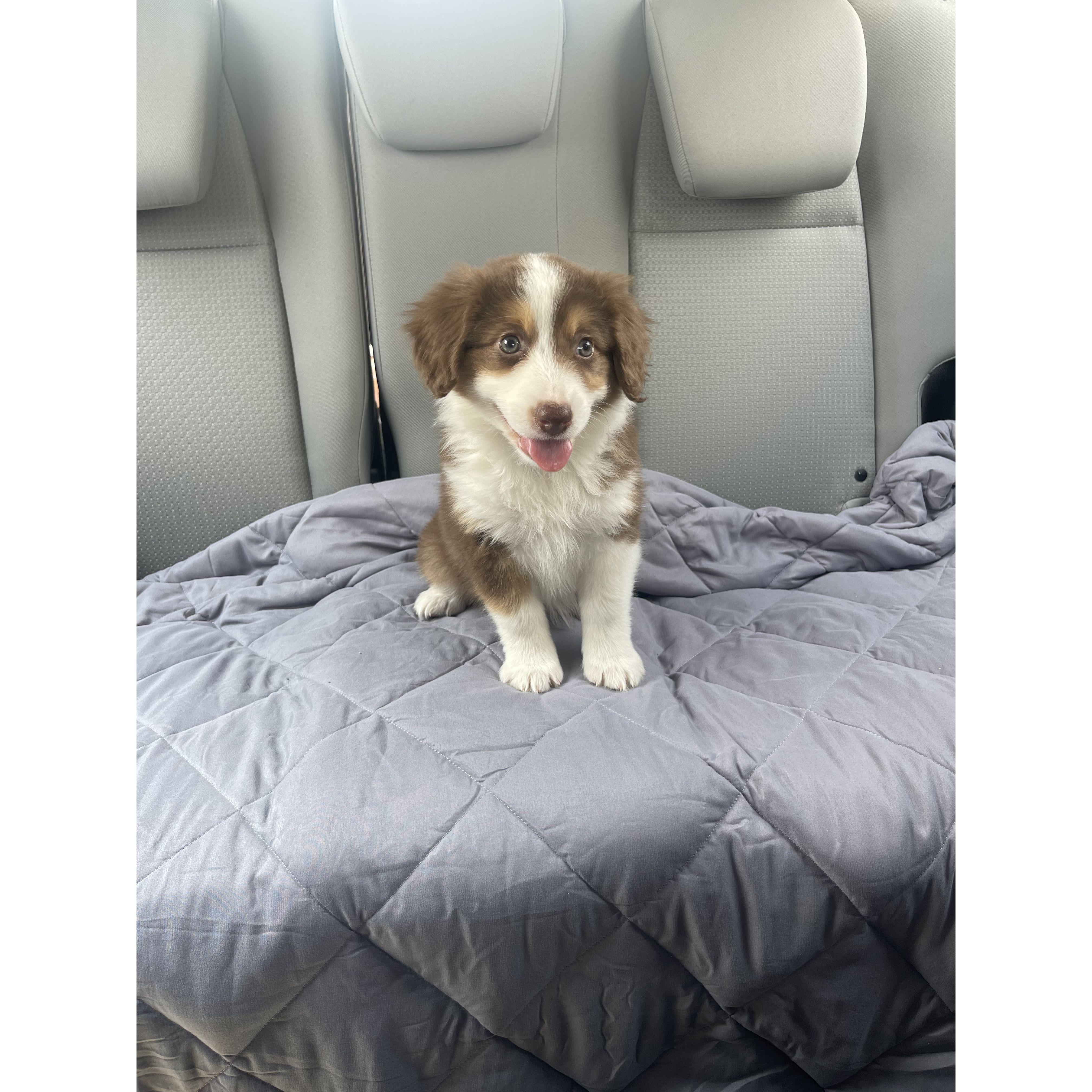 The day we brought Juno home, 8 weeks old!