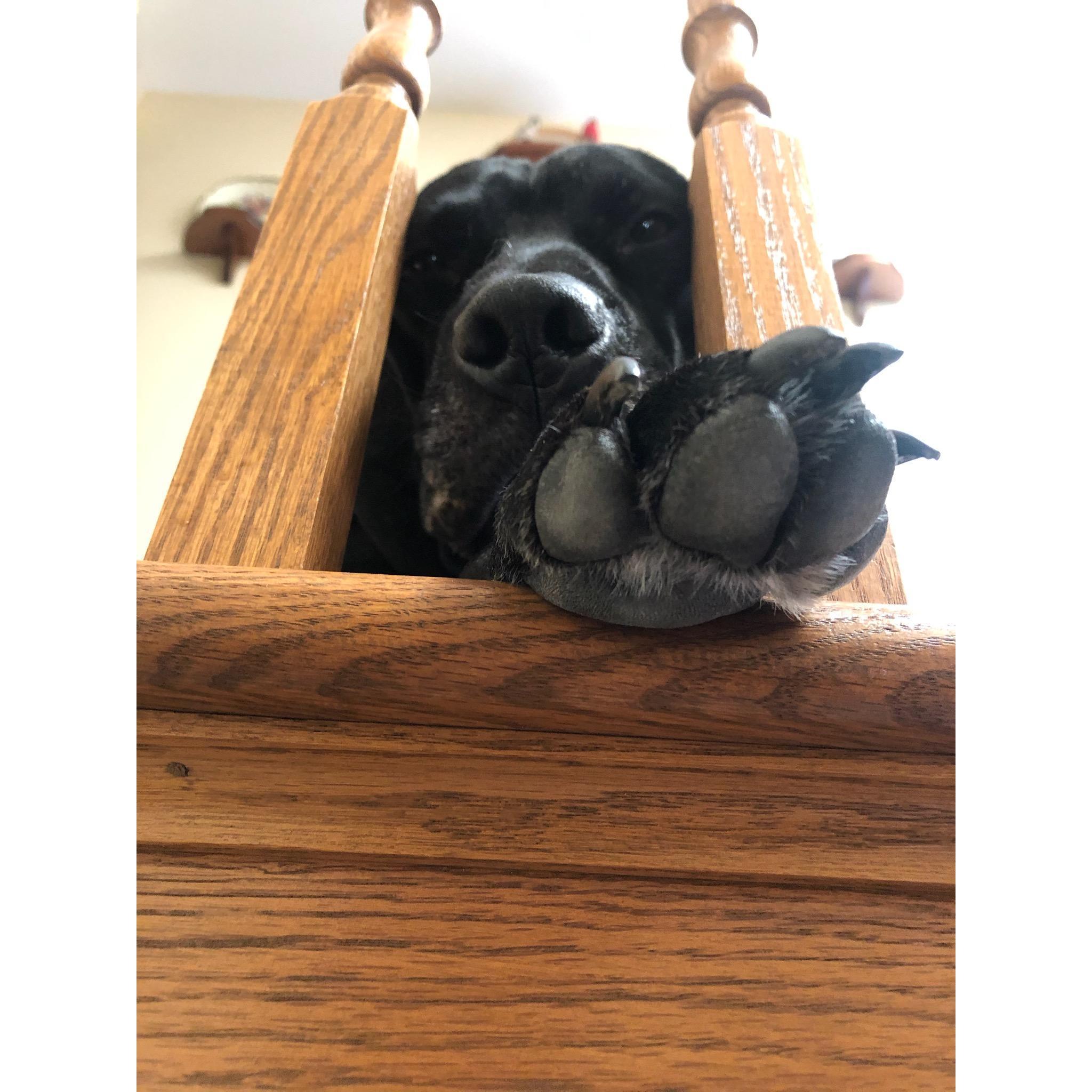 Our dog Fish