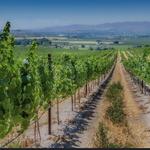 Sunny Slope Wine Trail