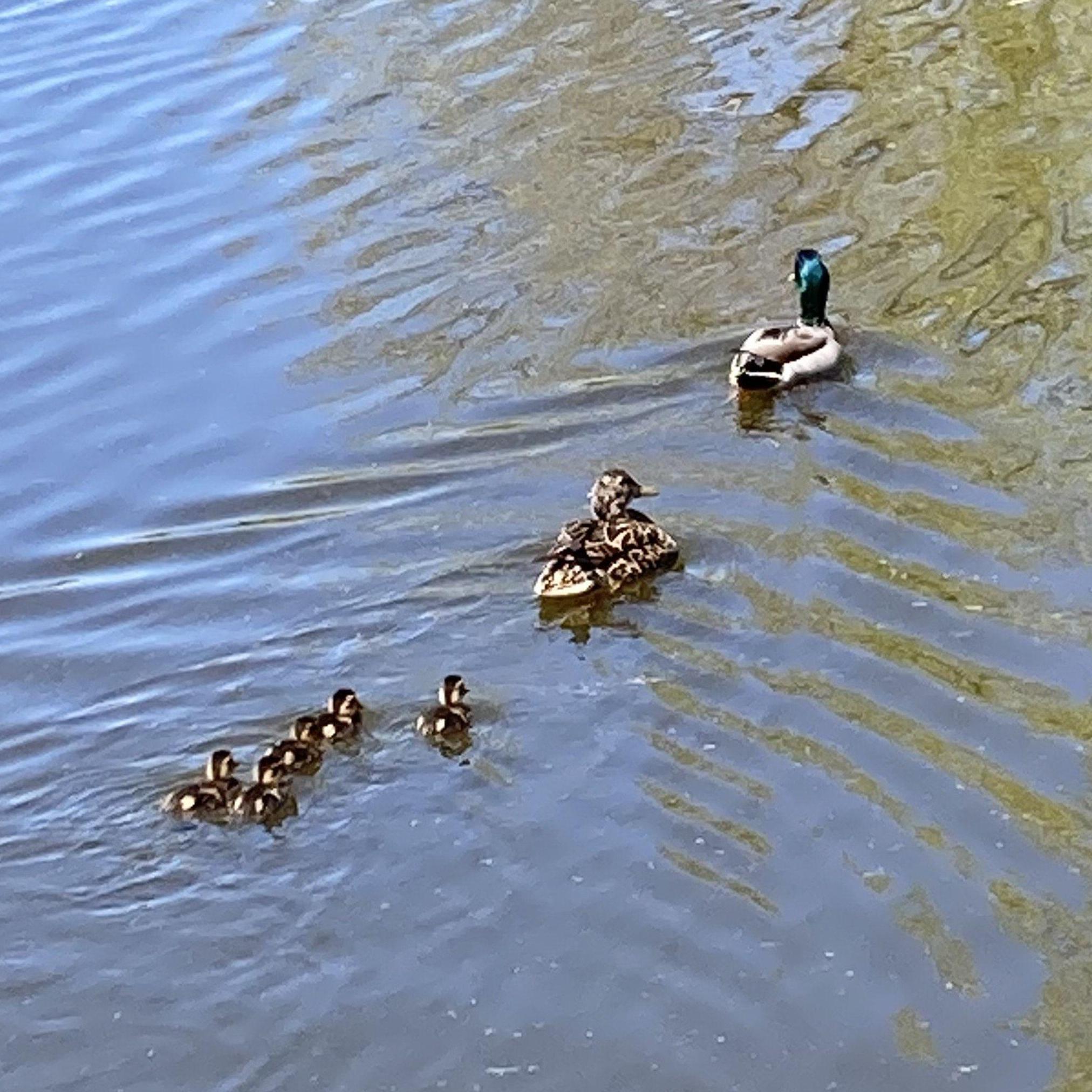 Wildlife at Thompson County Park