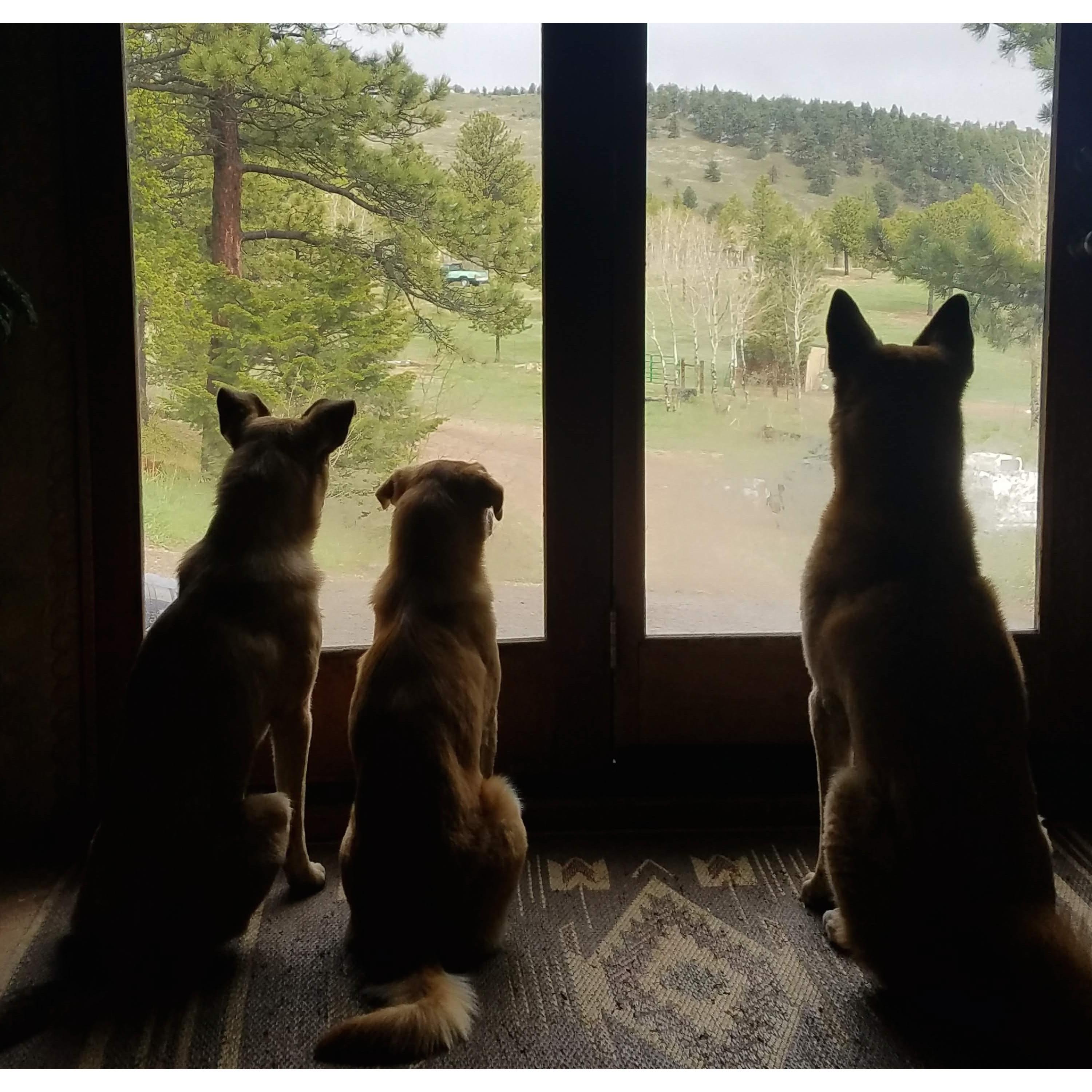 Our children Juniper, Dizzy and Roo keeping watch over the ranch.