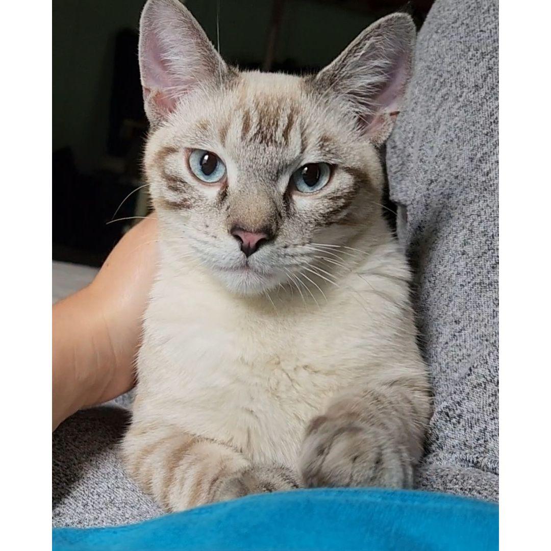 In October of 2021, several months after I moved in with Daniel, we adopted our first pet together. Our beloved boy, Gimli!
