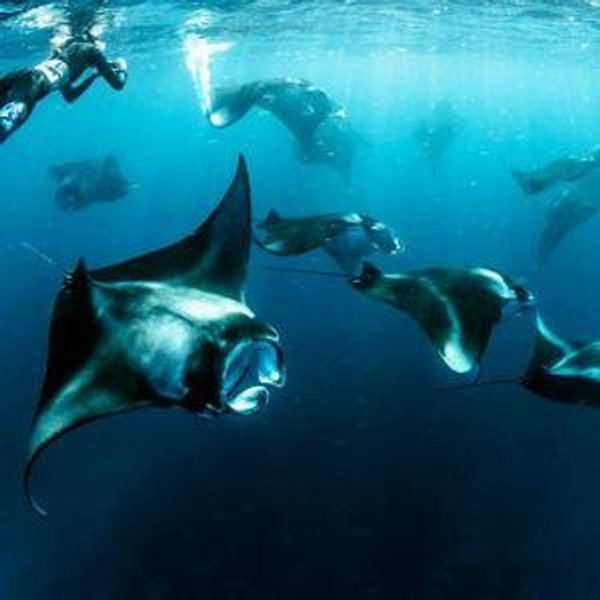 Honeymoon Adventure: Snorkeling w/ Manta Rays