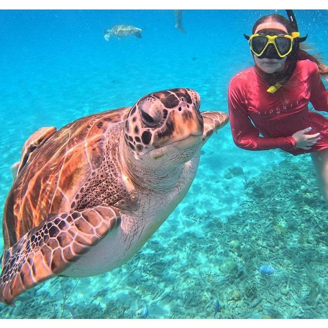 Swimming with turtles in Curaçao