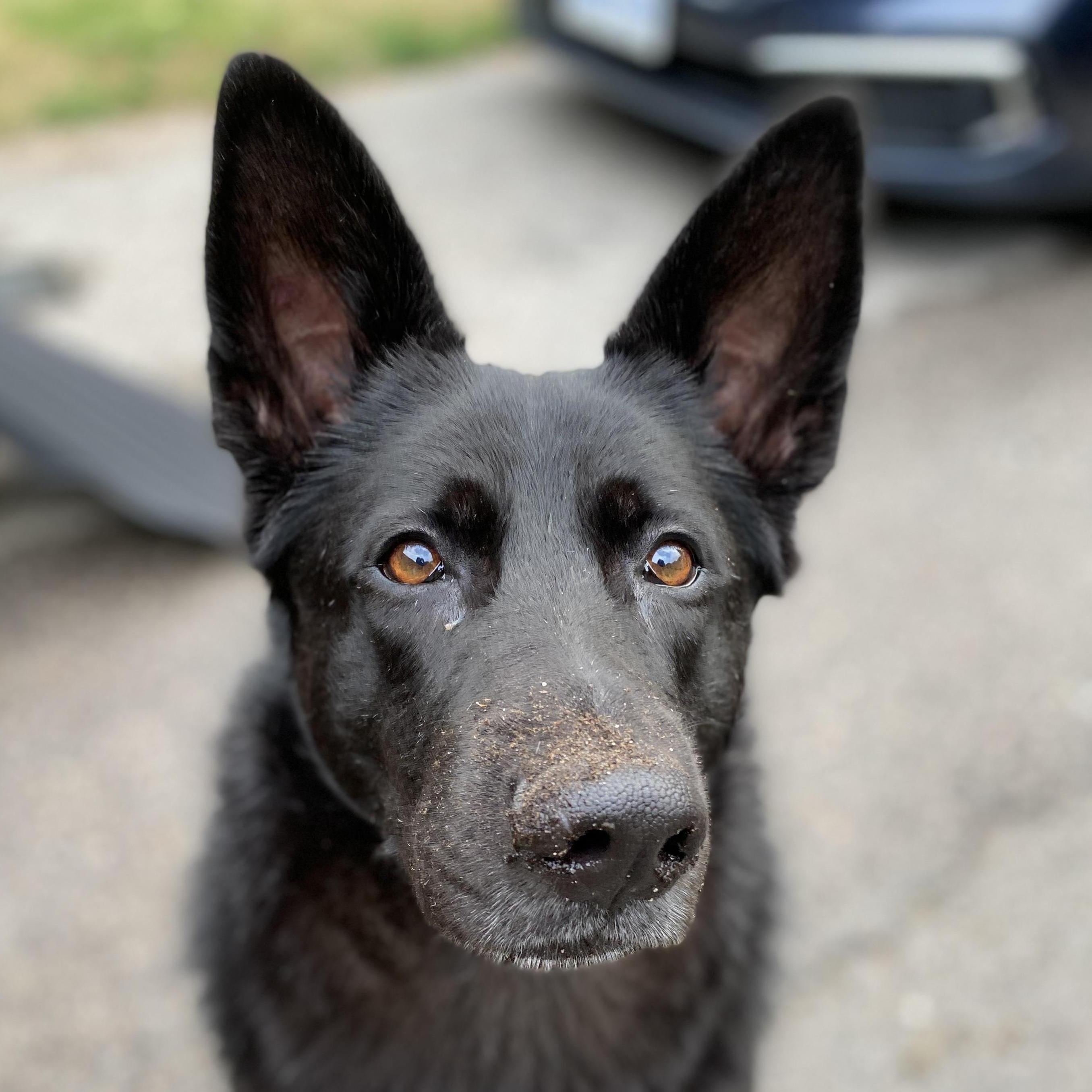 Frankie!