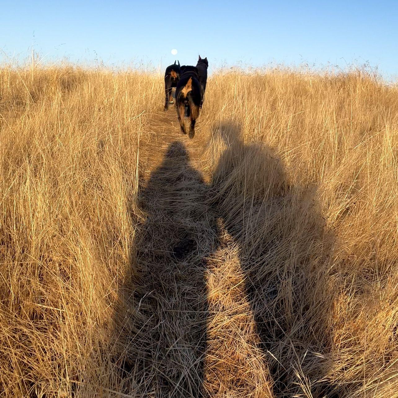 Our First Walk Together- Josiah, Irene, Alpha, Kratos, Seven