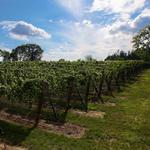 Del Vino Vineyards