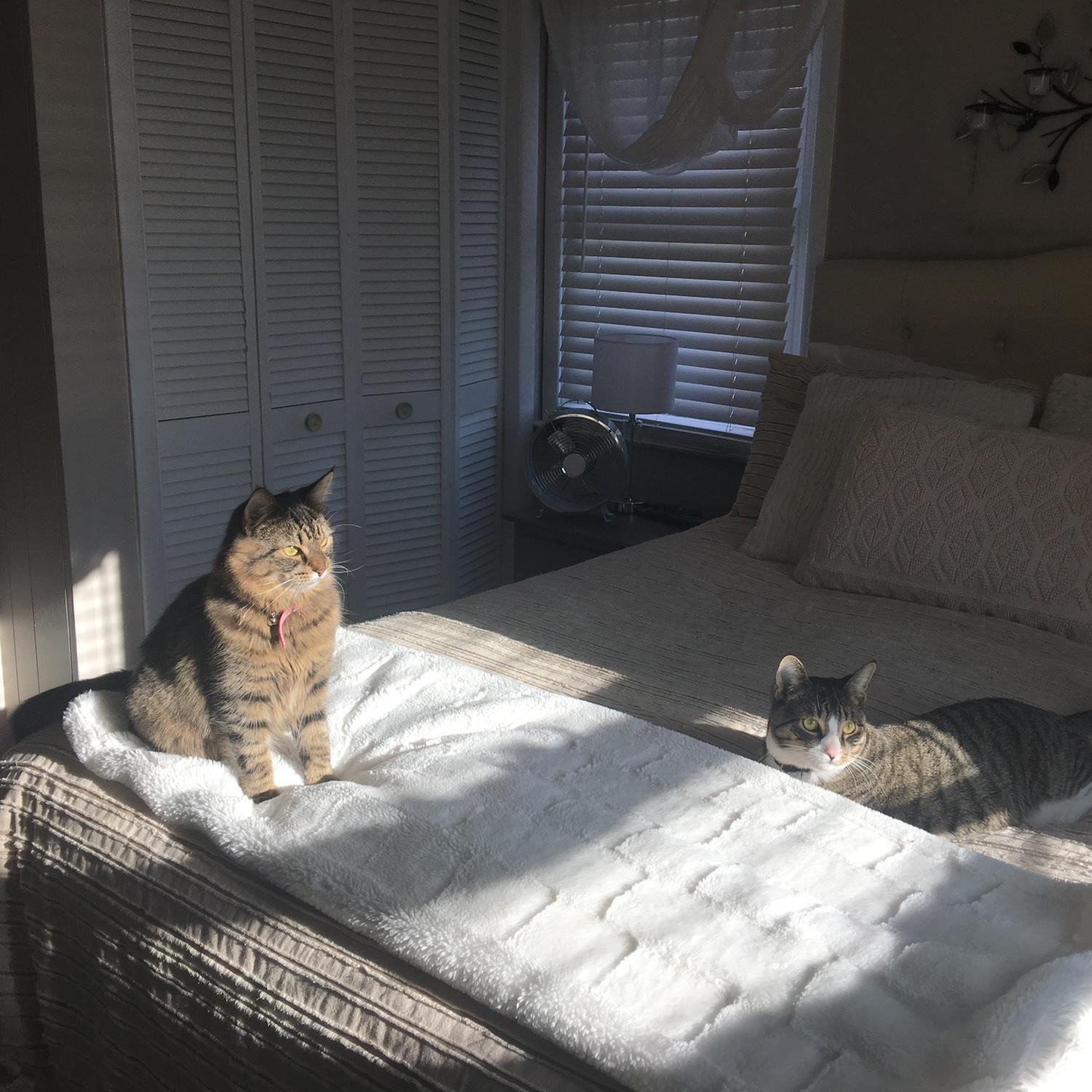 They love golden hour!