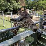 Long Island Game Farm Wildlife Park & Children's Zoo