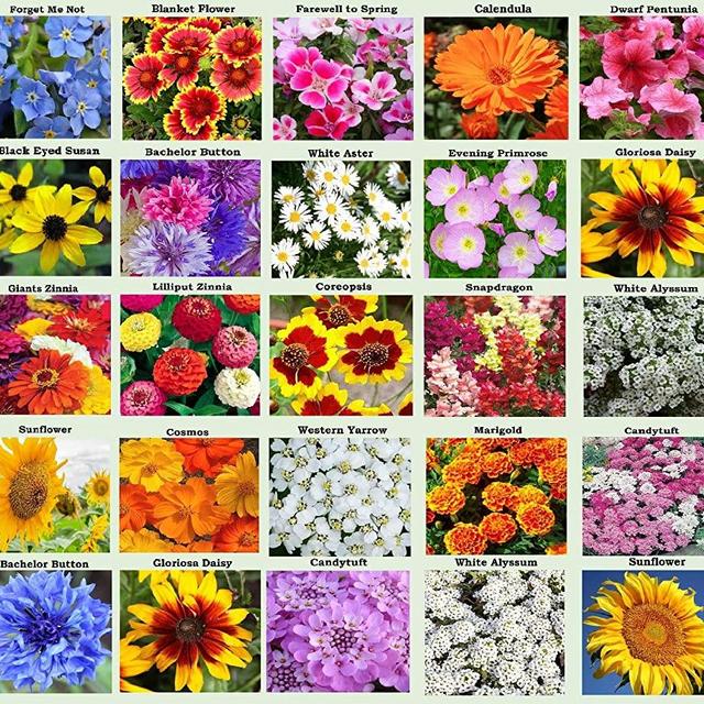 25 Heirloom Flower Seed Packets Including 20+ Varieties Flower Seeds - Forget Me Not, Sunflower, Marigold, Zinnia Lilliput, Snapdragon, Hummingbird & Butterfly Wildflower Seeds and More