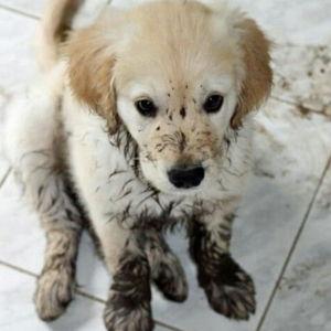 Golden Retriever Puppy Chaos Fund