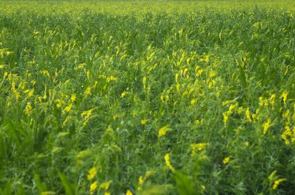 Yellow Blossom Sweet Clover Seeds
