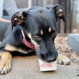 Toy and Treat Fund for Pam and Bowie