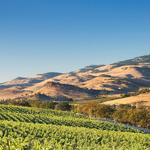 Irvine & Roberts Vineyards