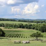 Arrington Vineyards