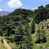 Cedars of God Bsharri