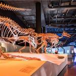 Houston Museum of Natural Science