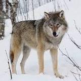 Colorado Wolf and Wildlife Center