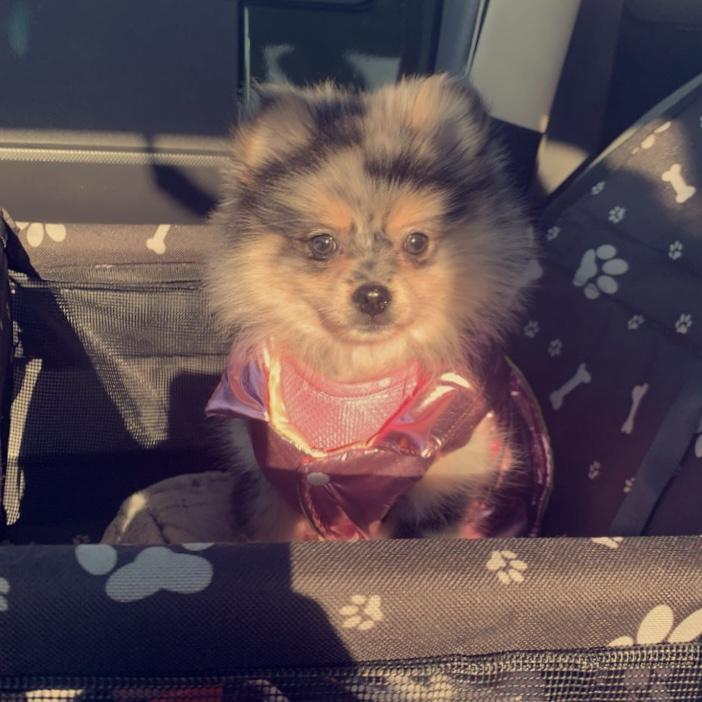 We got our first puppy as a couple in January 2022