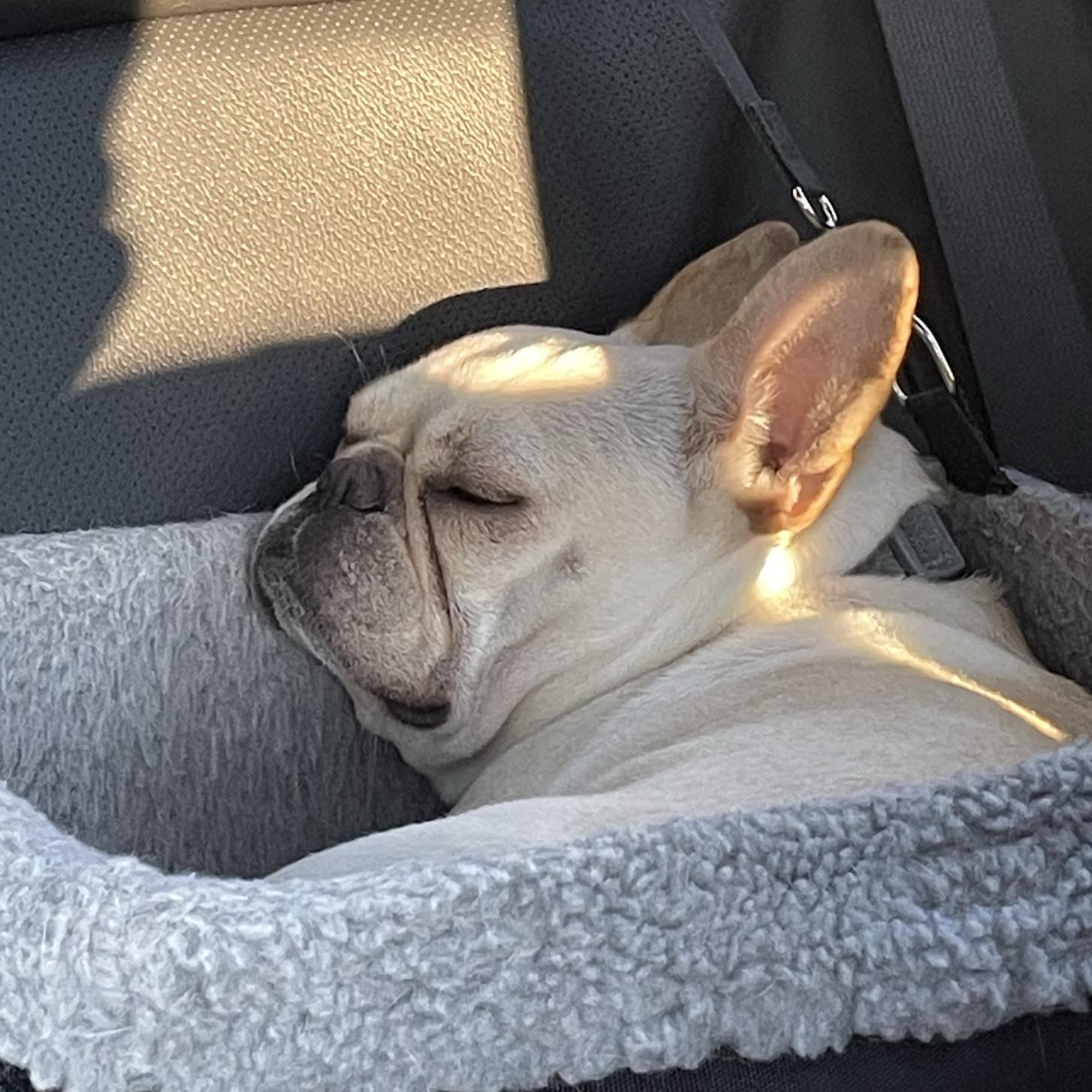 Pet Hotel For Our Honeymoon