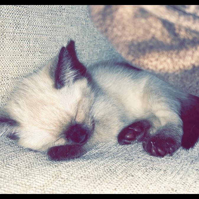 Welcomed Sous into our family - October 2022