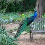 Things to Do: Mayfield Park, Laguna Gloria, & Mt. Bonnell