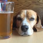 New Helvetia Brewing Company