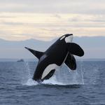 whale watching