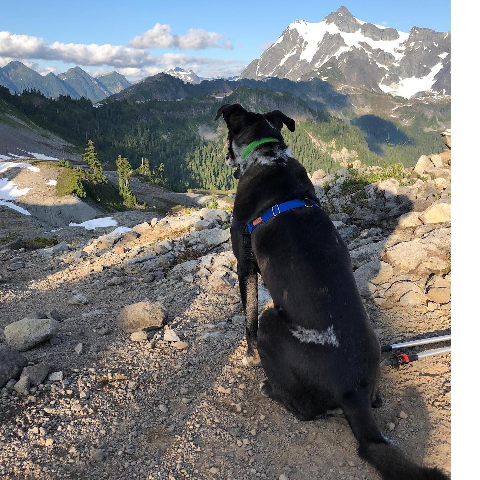 Mocha Dog keeps watch over the land