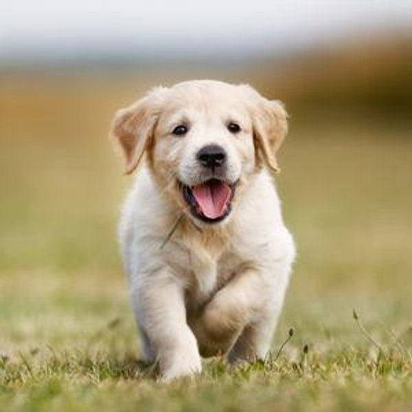 Dog (Credit Card-Small Fee)