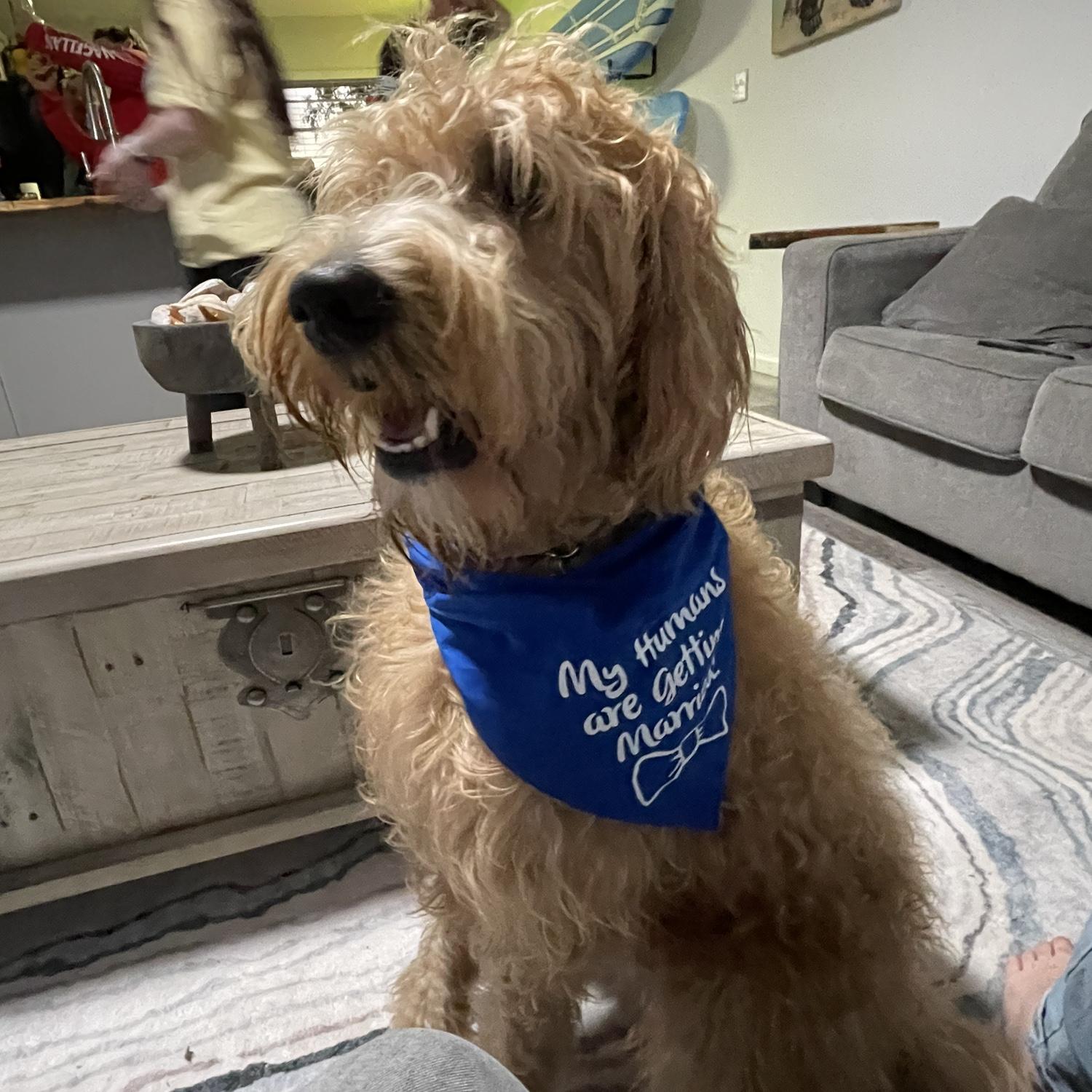 My humans are getting married!