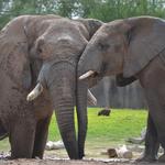 San Diego Zoo