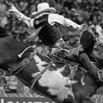 The Houston Rodeo!