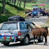 Natural Bridge Safari Park