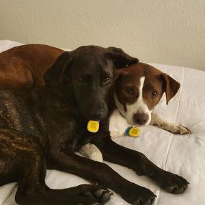 Donations To A Local Rescue