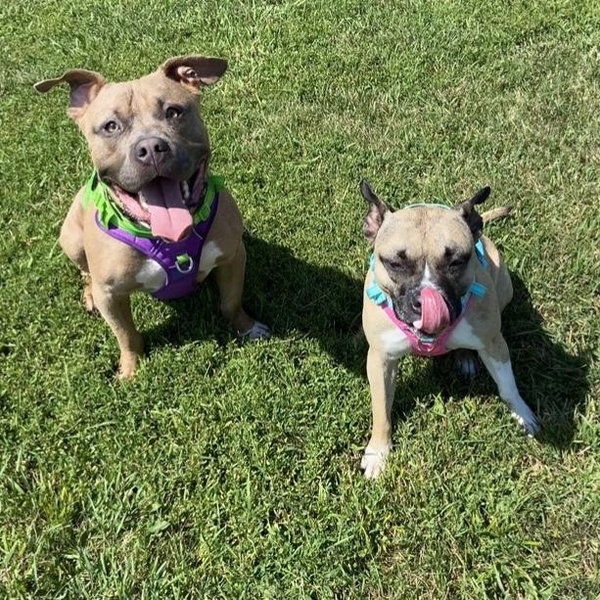 Our Pet Toy Fund