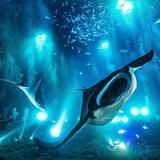 Manta Ray Night Snorkel