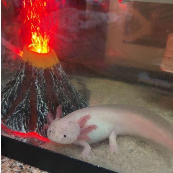 Zuma posing with her volcano