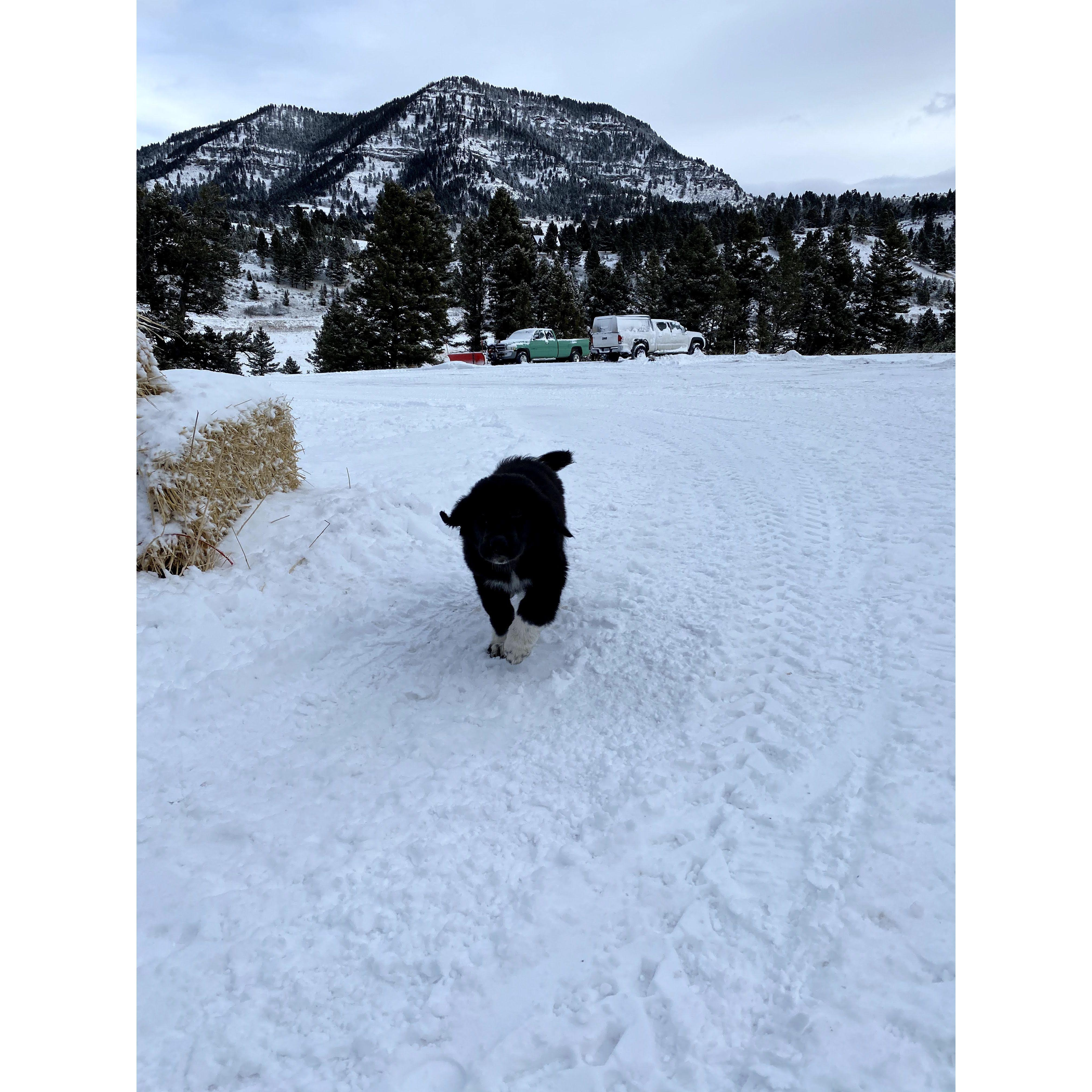 Look familiar? This is puppy Waylon at Hardscrabble Ranch in January of 2021