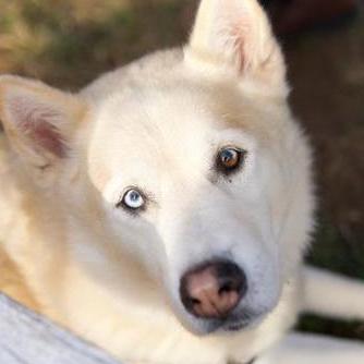 Dan got Koopa at eight weeks old. He was the four-legged third wheel on several of our first dates from dog parks to wineries. He is the OG booze-hound and besides me, Dan's #1 ride-or-die.