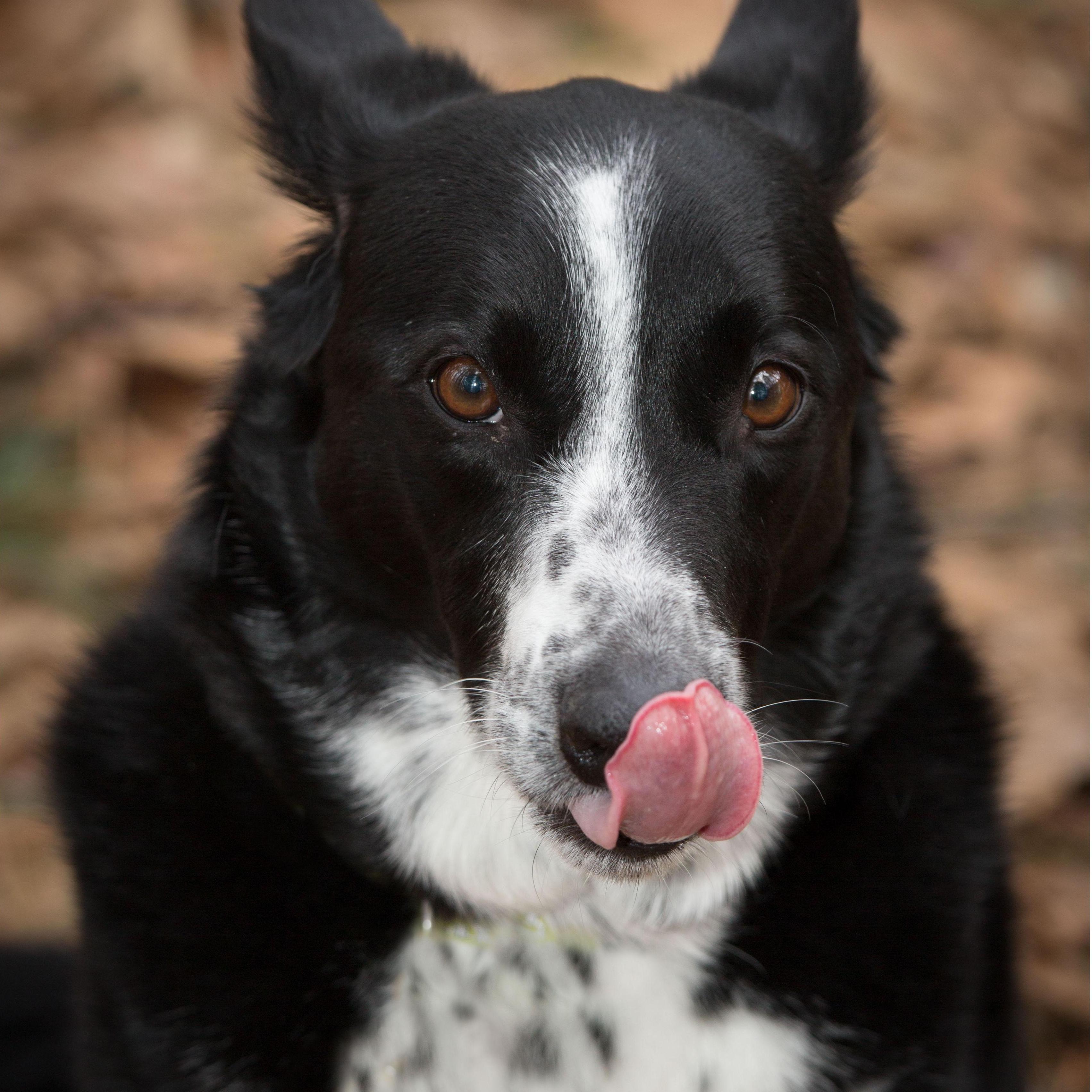 Artemis, our corgi, aussie, lab mix