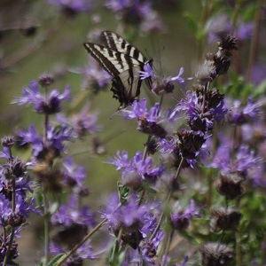 Pozo Blue Sage (3)