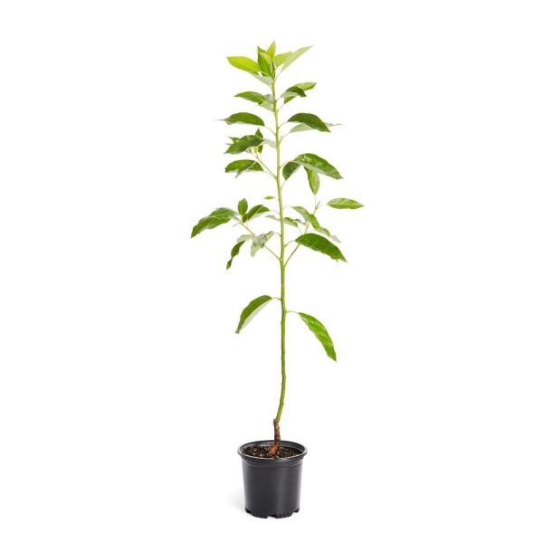 Avocado Tree