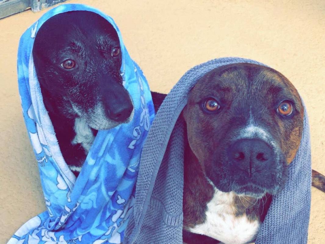 Pet Hotel For Our Honeymoon